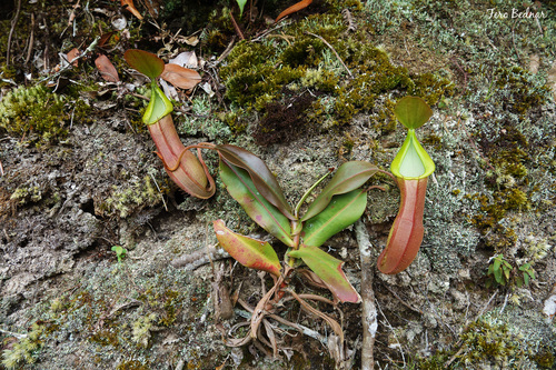 Nepenthes sanguinea