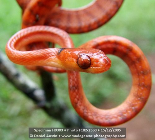 Orange Tree Snake