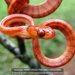 Orange Tree Snake - Photo (c) Daniel Austin, all rights reserved, uploaded by Daniel Austin