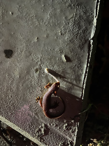iNaturalist observation photo of California Newt