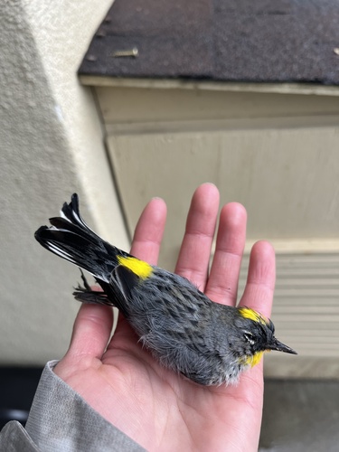 iNaturalist observation photo of Yellow-rumped Warbler