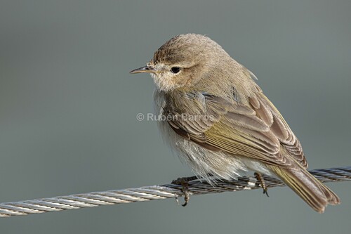 Avistamiento Mosquitero Común