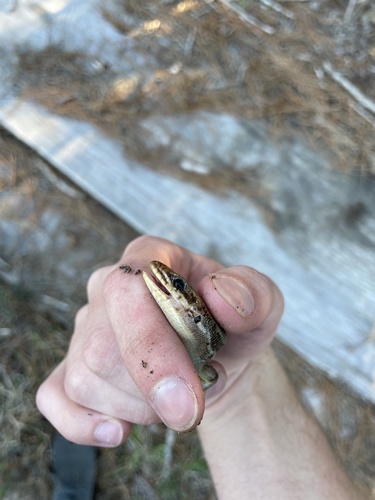 Broad-headed Skink observed by calligasterconnoisseur
