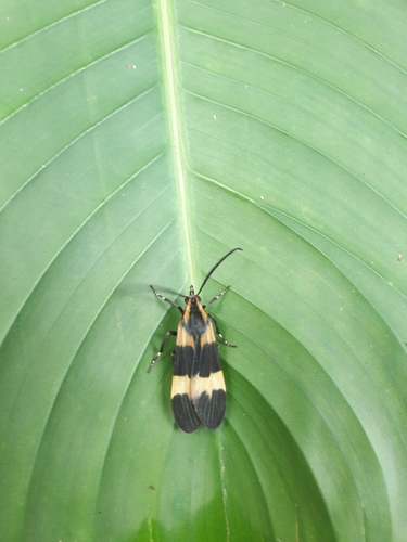 Correbidia notata