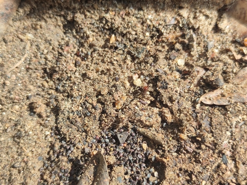 Tropical Fire Ant