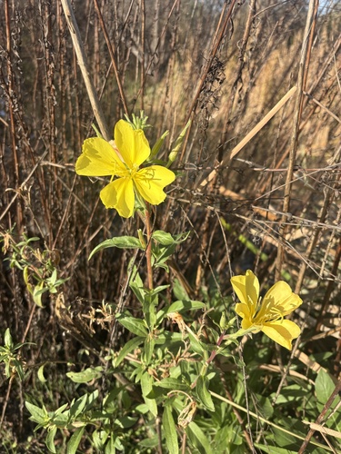 iNaturalist observation photo of tall evening primrose