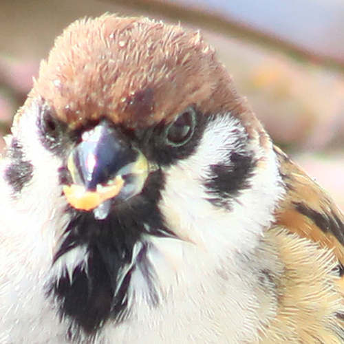 Eurasian Tree Sparrow