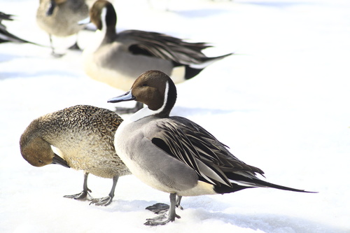Northern Pintail