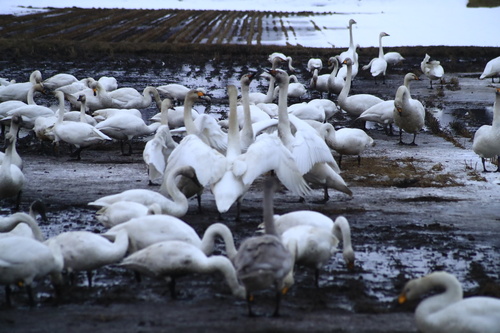 Whooper Swan