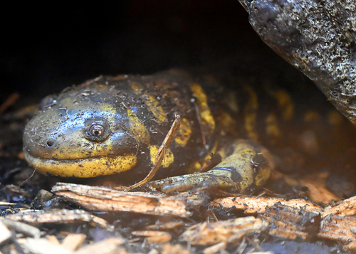 Western Tiger Salamander observed by carrie287