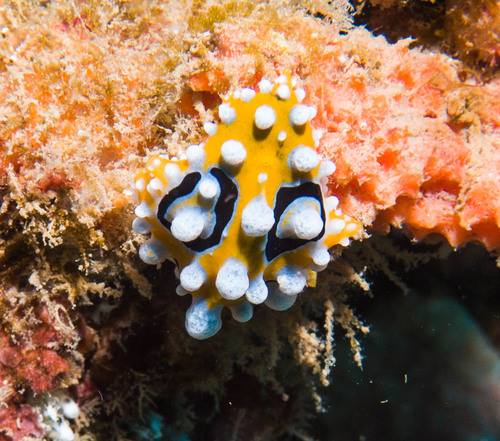 Ocellate Phyllidia — seen at this dive site