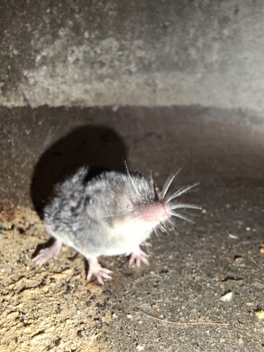 Musaraña Mínima observed by aplomadobirdy