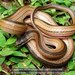 Madagascar Smooth Snakes - Photo (c) Daniel Austin, all rights reserved, uploaded by Daniel Austin