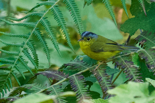 Bianchi's Warbler