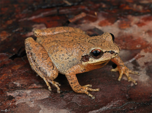 Collinses' Mountain Chorus Frog