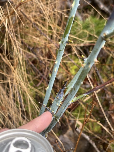 Whitebark Raspberry winter