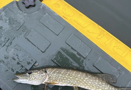 Esox lucius