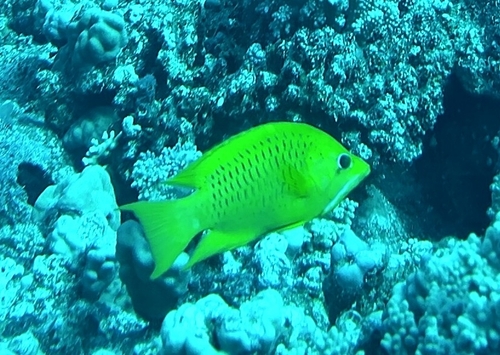 Epibulus insidiator