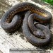 Yellow-flanked Keeled Snake - Photo (c) Daniel Austin, all rights reserved, uploaded by Daniel Austin