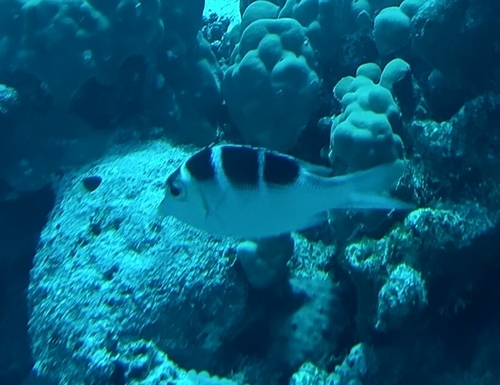 Monotaxis grandoculis