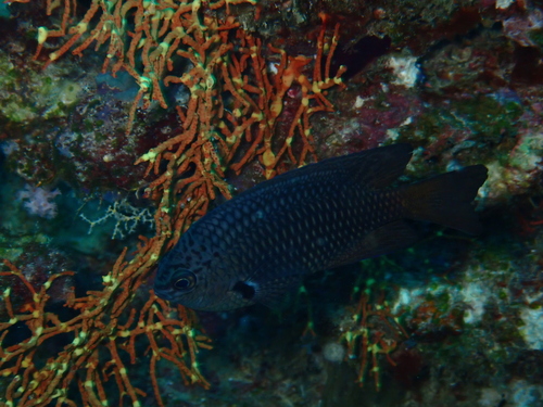 Indian Damsel — seen at this dive site