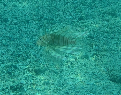 Pterois miles