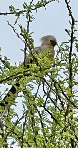 Grey Go-away-bird