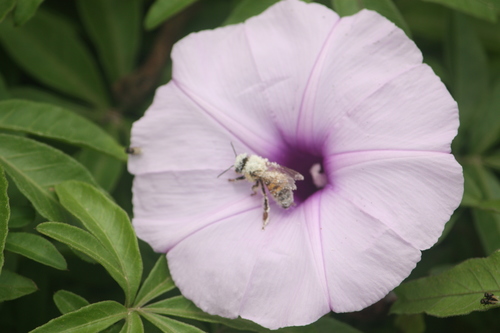 photo of Western Honey Bee (Apis mellifera)