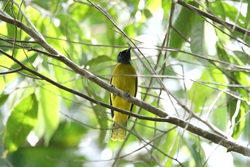 Black-headed Bulbul