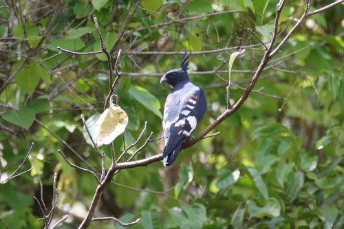 Black Baza