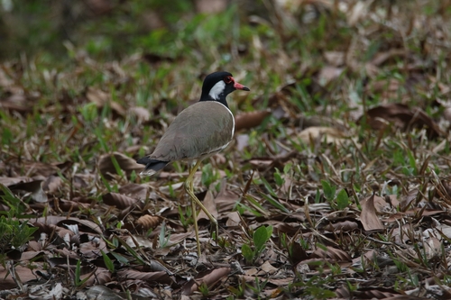 Red-wattled Lapwing