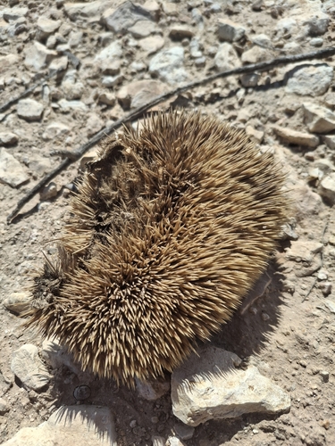 Desert Hedgehog