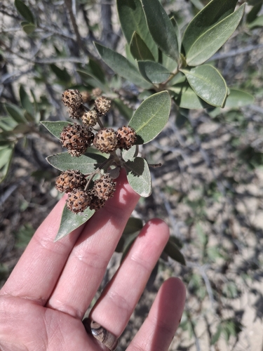 Green Buttonwood
