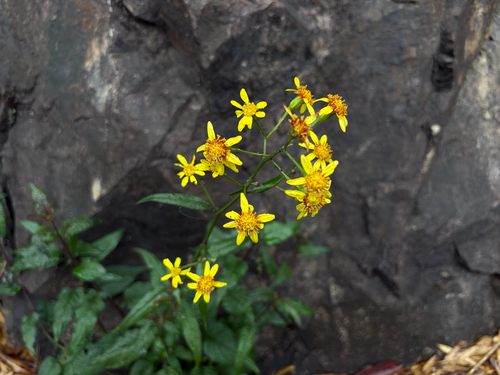 climbing senecio