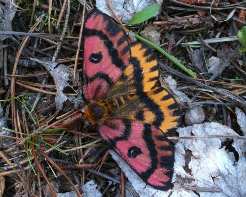 Elegant Sheep Moth (Western Sheep Moth) (Glacier National Park