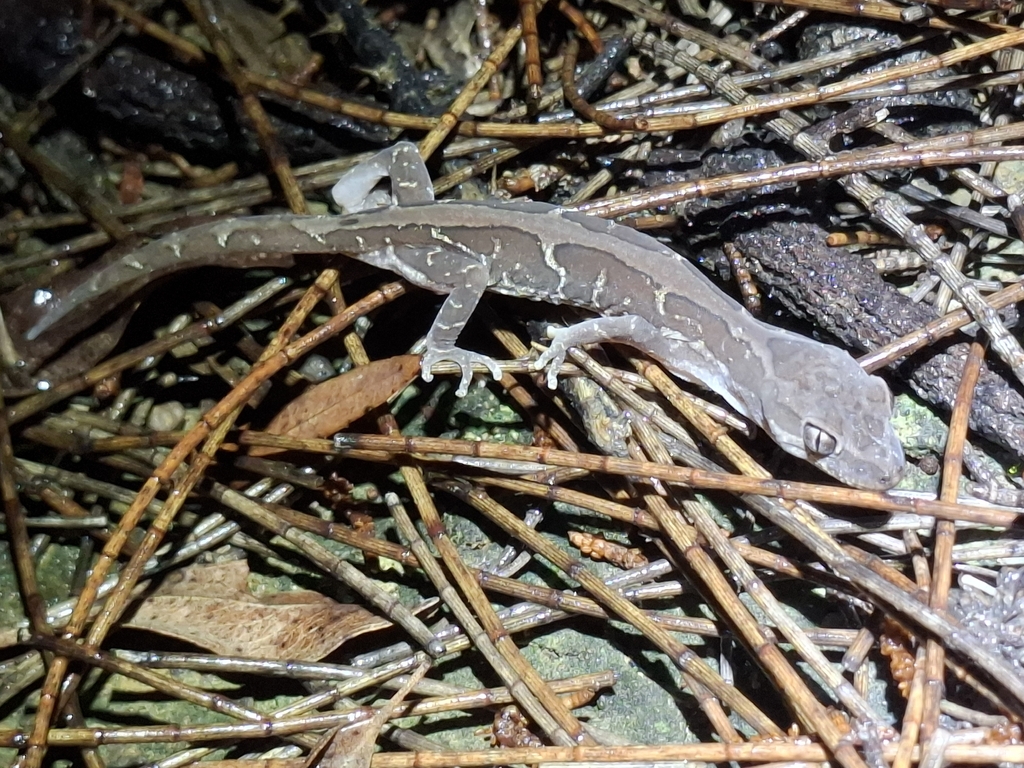 Box-patterned Ground Gecko from Nandi QLD 4405, Australia on February ...