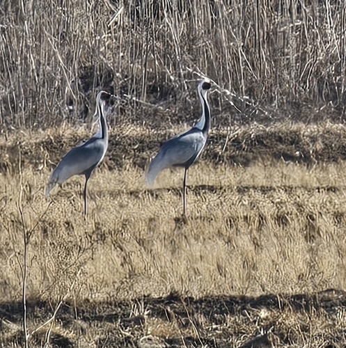 White-naped Crane