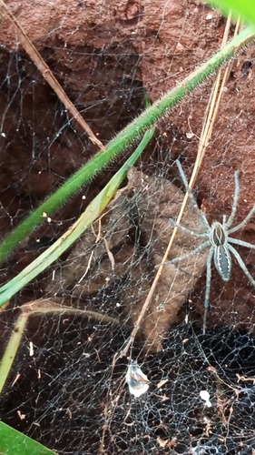 Aglaoctenus lagotis