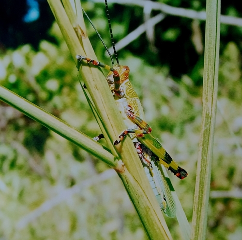 Zoniopoda tarsata