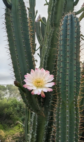 hedge cactus (Cereus hildmannianus)
