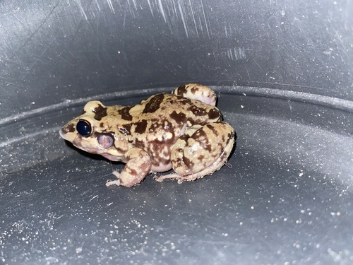 Sibilator Frog