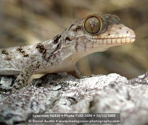 Madagascar Velvet Gecko