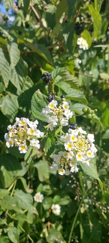 common lantana