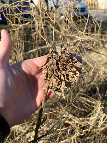 Unknown species found near Clinton Ave, Asheville, NC, US