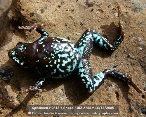 Green Mantella