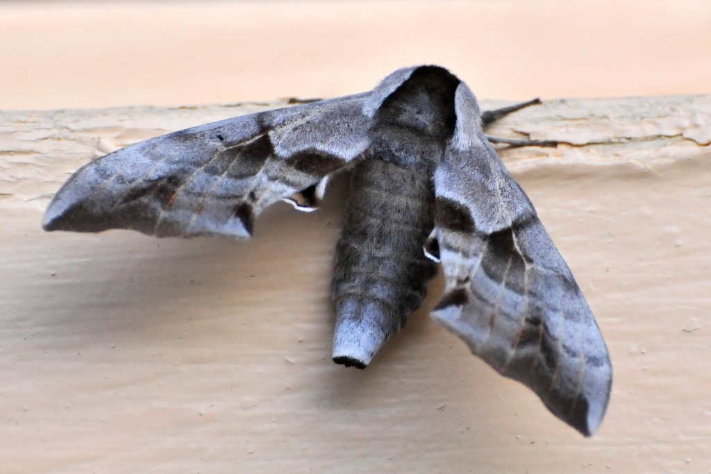 Cerisy’s Sphinx Moth (Willow Sphinx, One-eyed Sphinx) (Glacier National ...