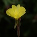 Oenothera odorata - Photo (c) Wendy Feltham, all rights reserved, uploaded by Wendy Feltham