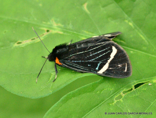 Alypiodes walkeri (Alypiodes walkeri)