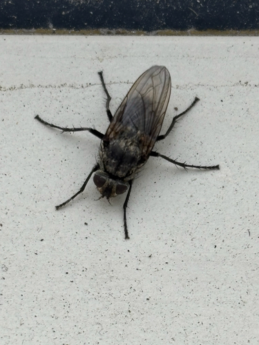 Unknown species found near Mayflower Hill Dr, Waterville, ME, US