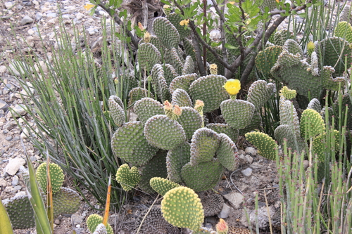 Bunny Ears Cactus